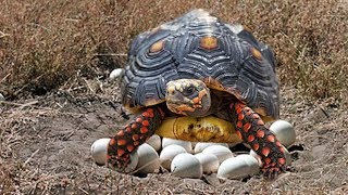 RedFooted Tortoise laying eggs and cute babies Tortoise hatching