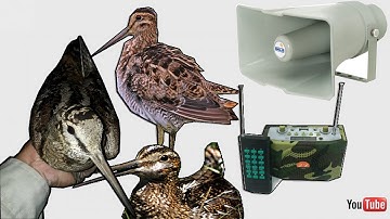 Bẫy Chim Di Cư Bằng Lưới Bắc Trung Nam Tiếng Dẽ Giun File RẼ Giun