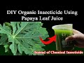 DIY Organic Insecticide Using Papaya Leaf Juice | Easy and Effective
