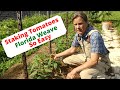 Staking Tomatoes with Florida Weave Method.  So Easy!