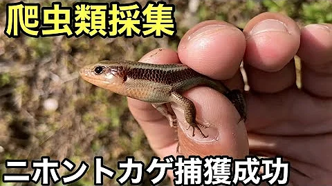 これは絶対捕まる 野生のニホントカゲに手を差し出したら Mp3 これは絶対捕まる 野生のニホントカゲに手を差し出したら Mp3