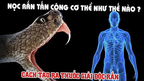 Nọc Rắn Tấn Công Cơ Thể Người Ra Sao ? Thuốc giải độc rắn là gì ? tại sao rắn ăn thịt chính mình?