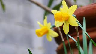 FIRST DAY OF SPRING MARCH 20 2021 VIDEO | BEAUTIFUL FLOWER BLOOMING VIDEO| SPRING SEASON VIDEO