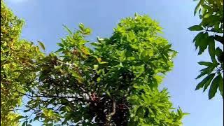 glerrr!!  Sotya versi gamelan jawa