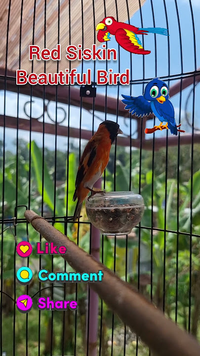 Red Siskin Gacor Suara Keras dan Kasar Cocok untuk Master Kenari dan Murai