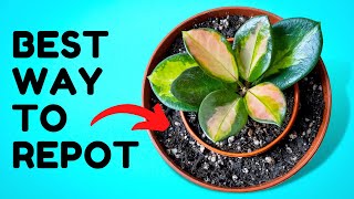 10 Ridiculously Simple Hacks Plant Experts Use