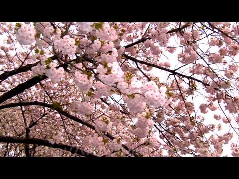 2010年の桜