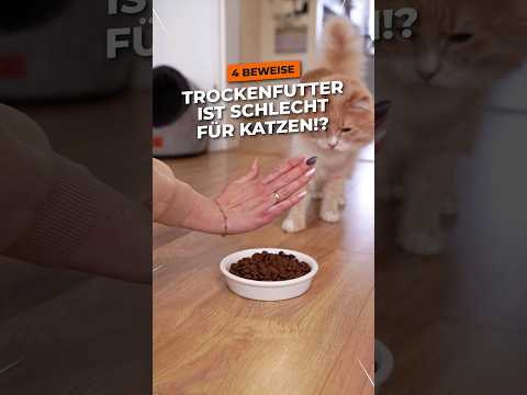 Video: Warum isst meine Katze zu viel?