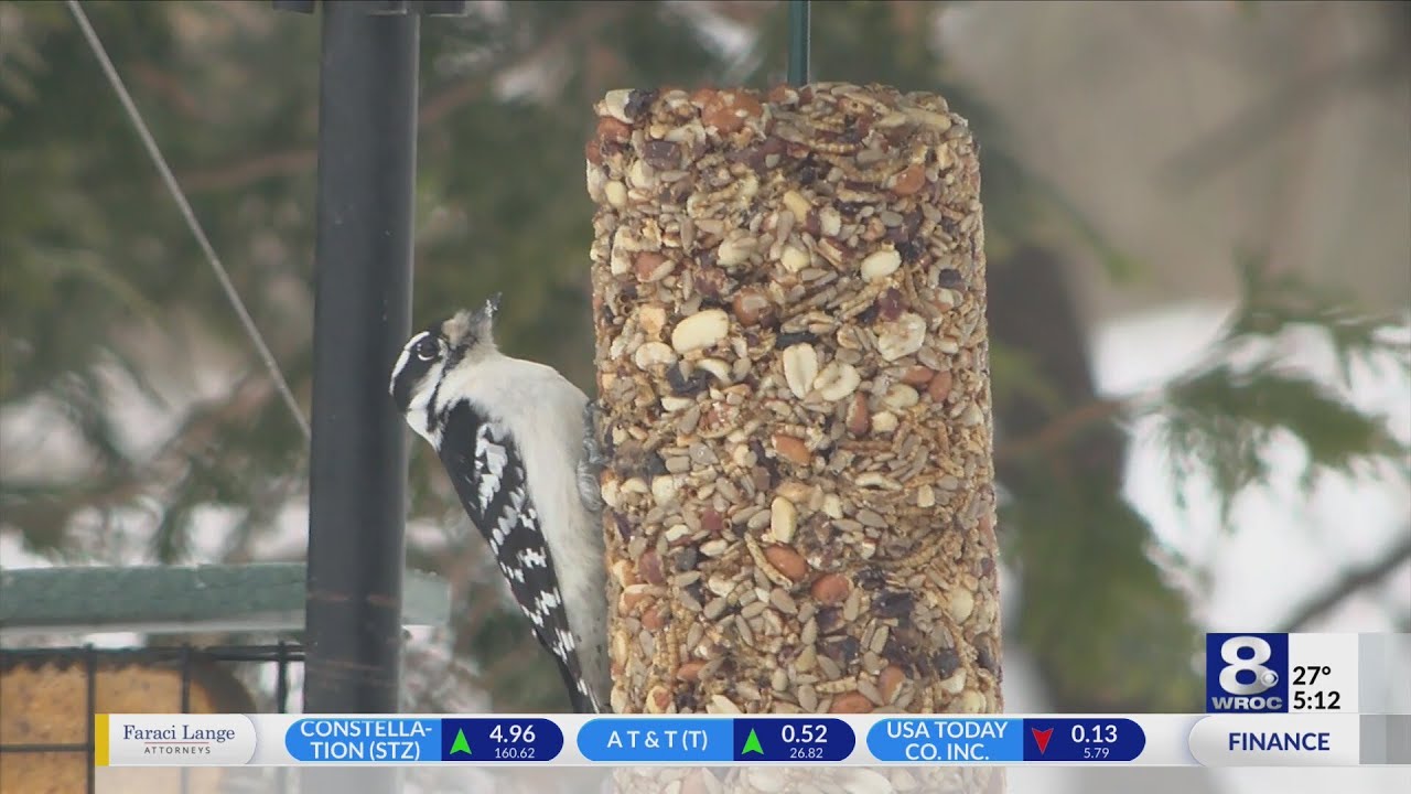 Bird watchers gear up for annual Great Backyard Bird Count
