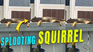 Squirrel Splooting on the Railing of a Balcony