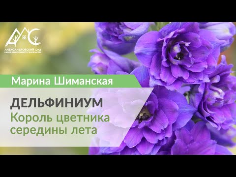 Видео: Эрхэм дельфиниумууд. Танил