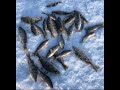 Первый лёд, Зимняя рыбалка, открытие сезона твёрдой воды 2021-2022, Иркутская область,  ловим окуня