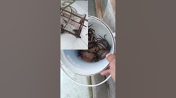 Cá lóc sung, Nuôi cá rô đồng làm cảnh #aquaticpets #fishing #turtle #pethoaian #cacanh