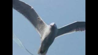 seagull