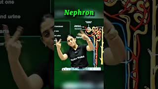 Nephron 😱 #samridhimam #physics #physicswallah #class10physics #topper #yt