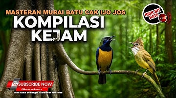 Kompilasi Masteran Mewah Cucak Jenggot Mesin Jahit vs Cucak Cungkok Kunti Sambung Greja Necret