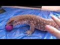 IS YOUR SAVANNAH MONITOR LIZARD FAT AND OVERWEIGHT? | MONITOR INFORMATION TIME | FATTY LIVER DISEASE