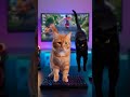 #shorts #gaming #funnycats #cats #chaos #gamergirl #gamerlife #catmemes #viral#trending#foryou#funny