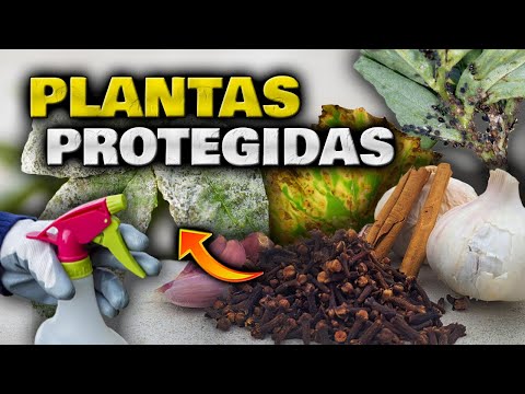 DOS en UNO!! APLICA este FUNGICIDA e INSECTICIDA CASERO para Plantas y ELIMINA Hongos y Plagas HOY!!