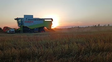 Harvest 2023:threshing buckwheat