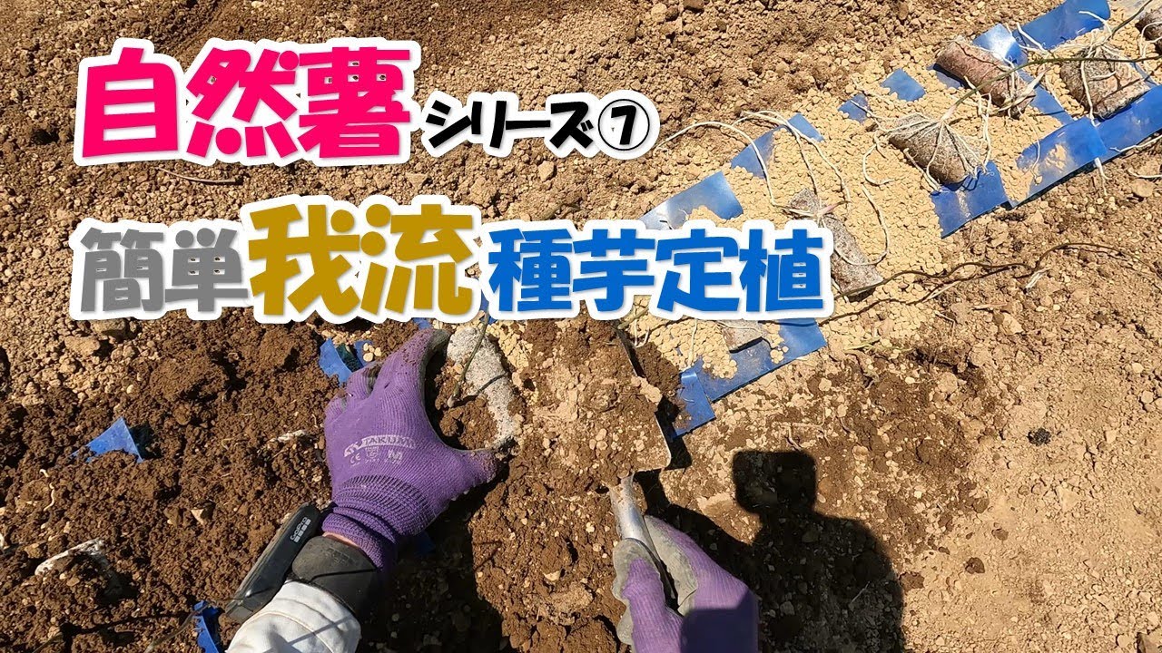 自然薯（一番簡単な種芋定植） - YouTube