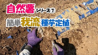 自然薯（一番簡単な種芋定植） - YouTube