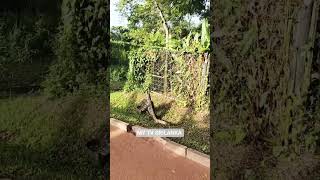 TRUE LOVE #reggae #reggaemusic #music #aviation #love #animals #srilanka