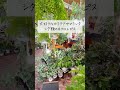 🕊Garden Tour🕊158：ジャズと観葉植物が共存する34畳の和室、音楽と緑に囲まれた「癒しの空間」#shorts