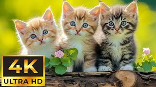 Magic Moment Of Baby Animals That Heals Your Heart And Soul, Relief from Stress and Anxiety ~ 4K