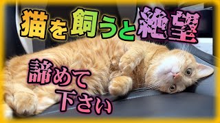 猫を飼ったら諦めること10選