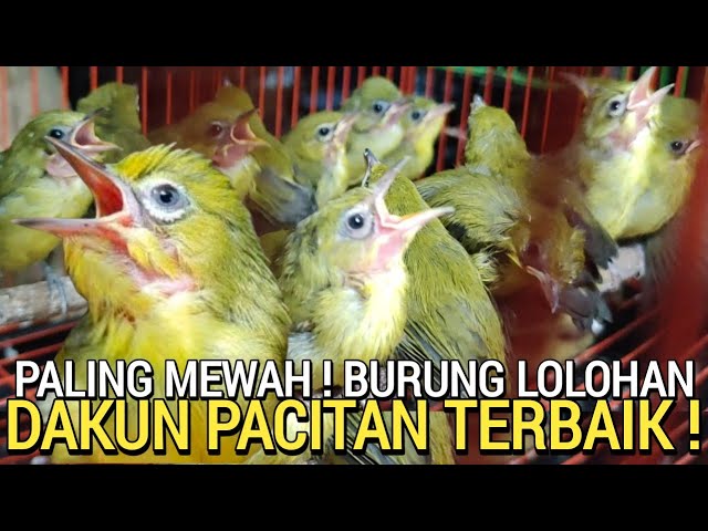 PALING LARIS ! PLECI DAKUN PACITAN LOLOHAN DI PASAR BURUNG PRAMUKA HARI INI class=