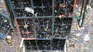 Green Beans Float Test Observation