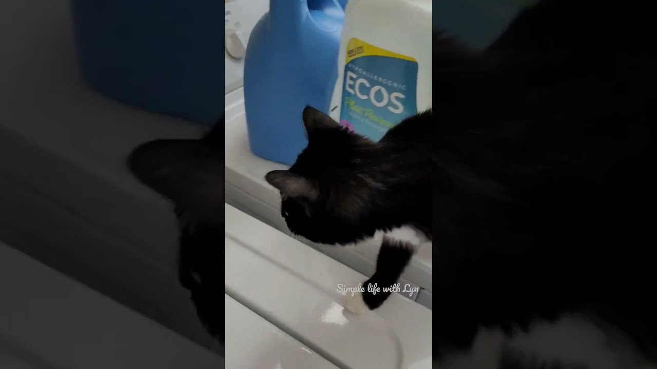 Curious cat was about to jump inside the washing machine. 