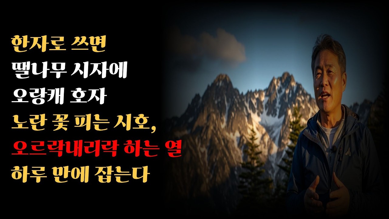 노란 꽃 피는 시호, 오르락내리락 하는 열 하루 만에 잡는다