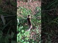 靴下猫ちゃんと木に登っている黒猫ちゃん😸🐈#shorts