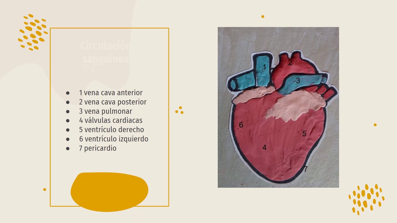 Corazón/pulmón del porcino - YouTube