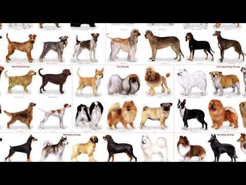 Video: 11 perros que parecen lobos
