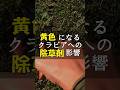 クラピアが黄色くなった除草剤再散布後の状況 #Shorts
