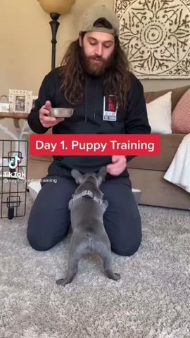 How To Train Your Puppy Day 1