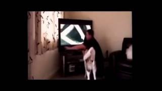 прикол,пес,медведь и телевизор) прикол,пес,медведь и телевизор)