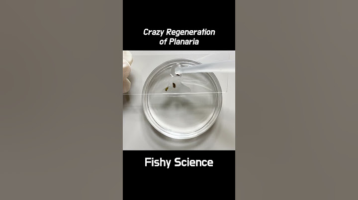 What Happens in Three Pieces of Planaria #shorts