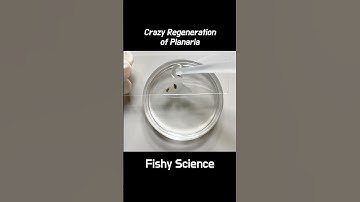 What Happens in Three Pieces of Planaria #shorts