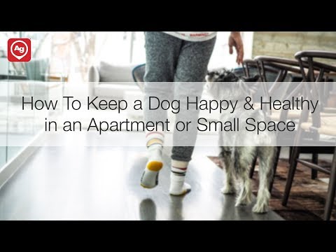 how-to-keep-a-dog-happy-&-healthy-in-an-apartment-or-smaller-space