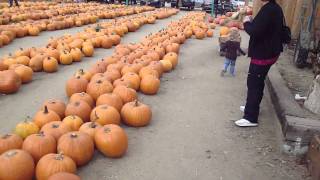 Pumpkin patch - October 2010