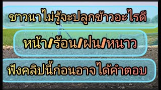 ปลูกข้าวอะไรดีให้ได้ผลผลิตเกินเป้าในฤดูต่างต่าง