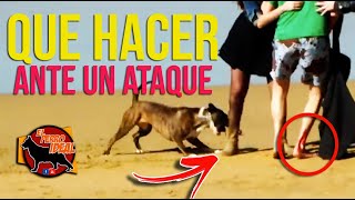 ¿Qué hacer en caso de que un perro te ataque?
