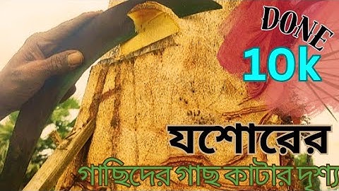 খেজুর গাছ কেটে যেভাবে রস সংগ্রহ করেন গাছিরা| খেজুর গাছ কাটার দৃশ্য| news| video| natural| khajur Ras