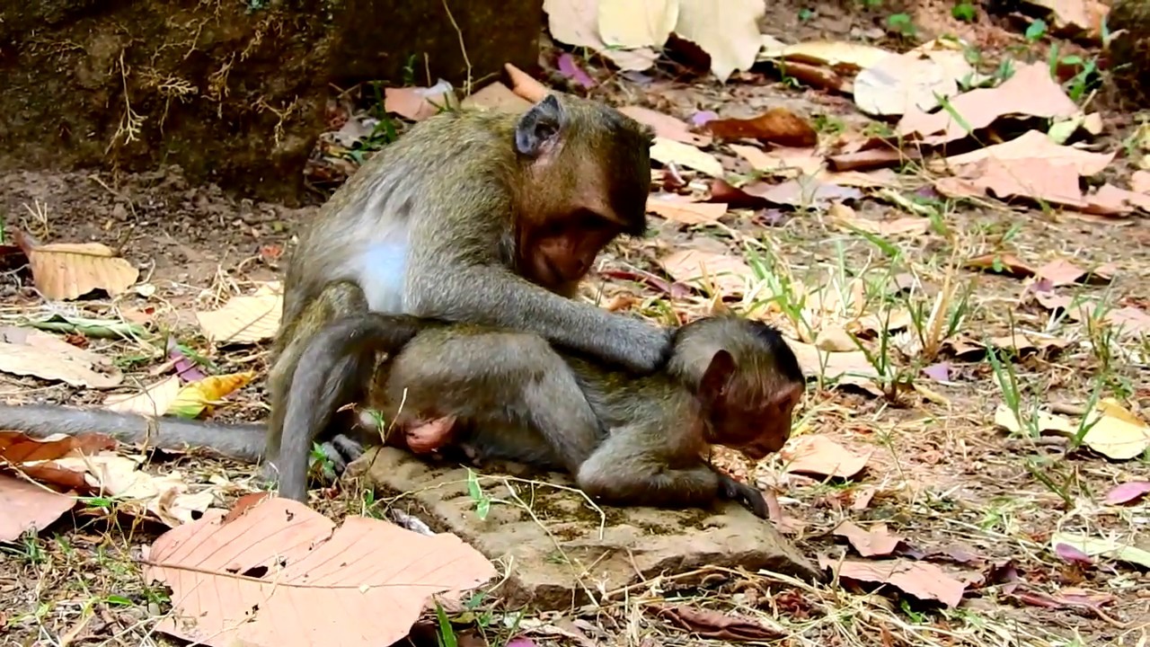 foundry Pity baby Timo Not Happy with mom coz requests joy monkey a baby