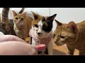 2026.5.16 子猫のオヤツ