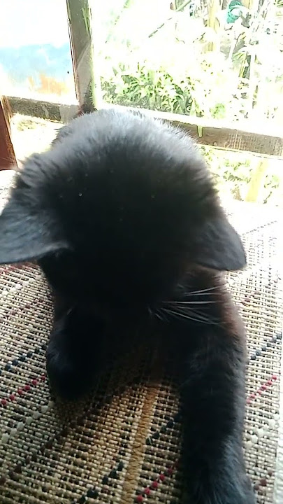 si black garuk garuk